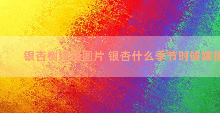 银杏树嫁接图片 银杏什么季节时候嫁接最合适